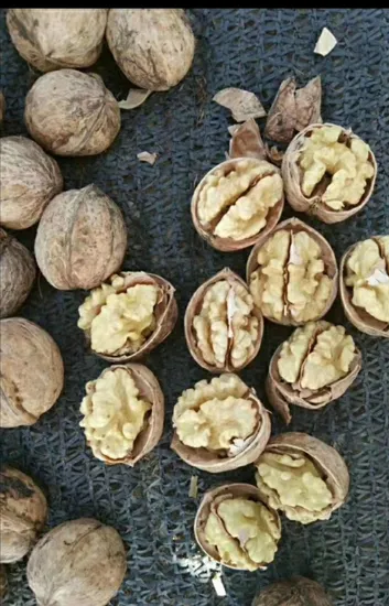China Xinjiang 185 Walnut in Shell Extra Light Walnut Kernel Cheap Price Walnut Lh Lq Lp