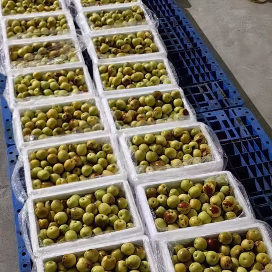 Jujube d'hiver de fruits frais croustillants de qualité A, date spéciale en gros
