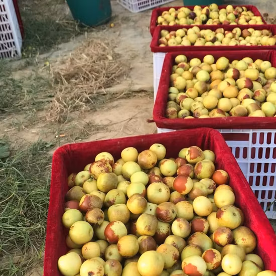 Dattes fraîches de haute qualité rondes, fruits frais et sucrés de jujube d'hiver en provenance de Chine