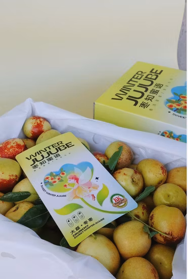 Wholesale Special Date Crispy A Grade Fresh Fruit Winter Jujube