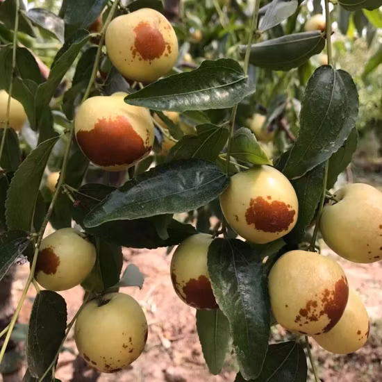 Wholesale Special Date Crispy A Grade Fresh Fruit Winter Jujube