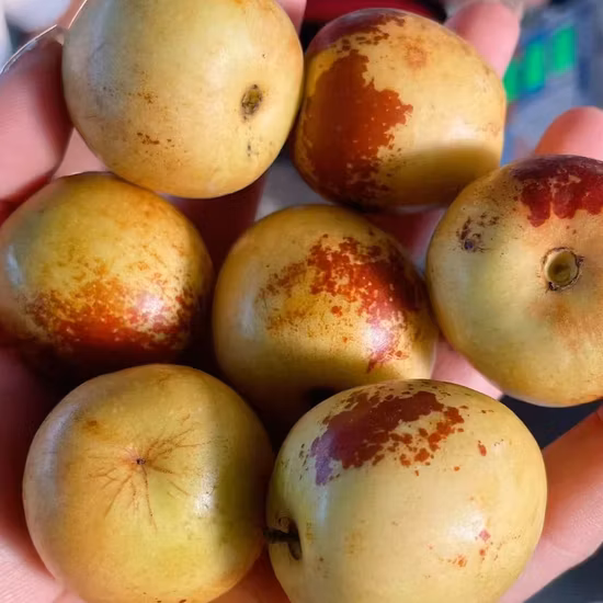 Wholesale Special Date Crispy A Grade Fresh Fruit Winter Jujube
