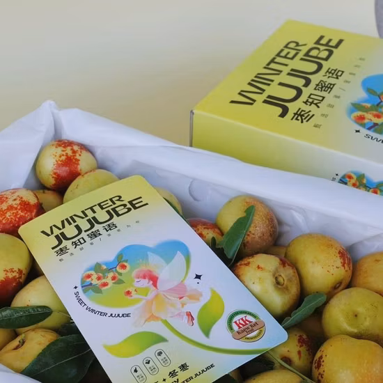 Wholesale Special Date Crispy A Grade Fresh Fruit Winter Jujube