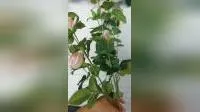 Fleurs artificielles en soie, Rose rouge au toucher réel, fleurs artificielles décoratives pour mariage