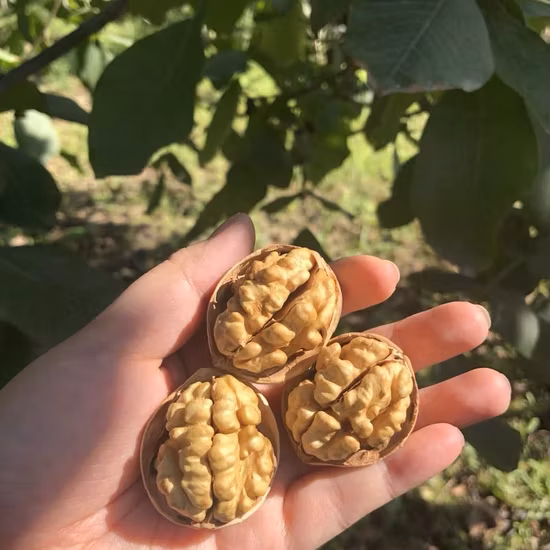 Vente en gros de noyaux de noix chinois de qualité supérieure, moitiés de noix, moitiés d'ambre clair, noyaux de noix