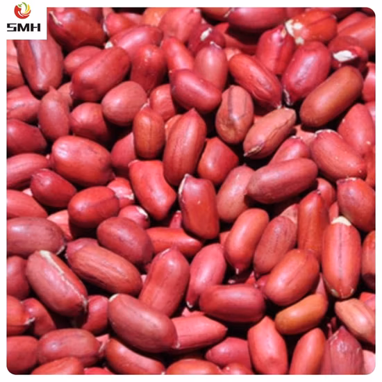 Arachide à noyau de peau rouge biologique crue en vrac de haute qualité
