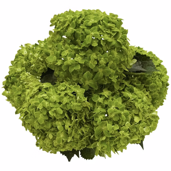 Fleur verte coupée fraîche, hortensias émeraude, fleurs de jardin, fournisseur de roses